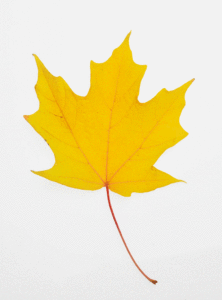 Fall Marketing : are you capitalizing on customers changing needs?