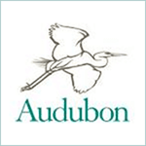 audubon-sound-sample-informer-3